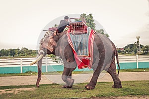 Surin, Thailand - July Ã¢â¬Å½20, Ã¢â¬Å½2018 : Mahouts and elephants go to work in the carnival